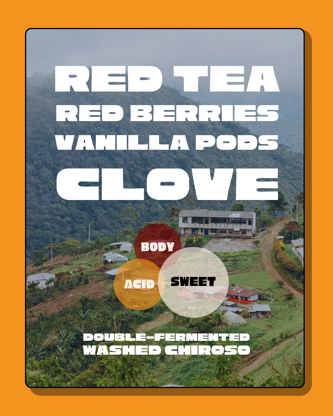 Drop #2: Finca Hoyo Rico Washed Chiroso