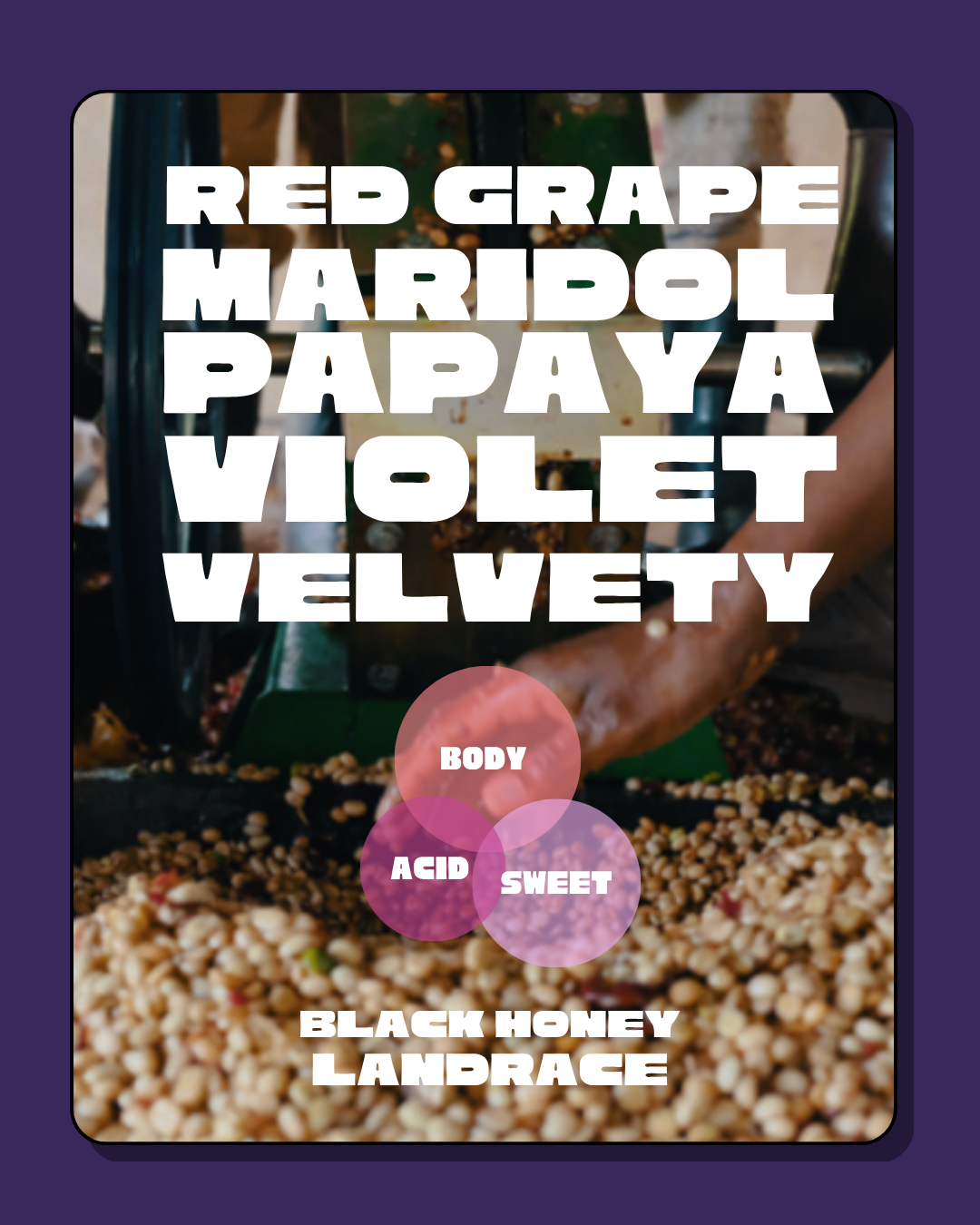 Ashenafi Getaneh's Gerse Black Honey Landrace