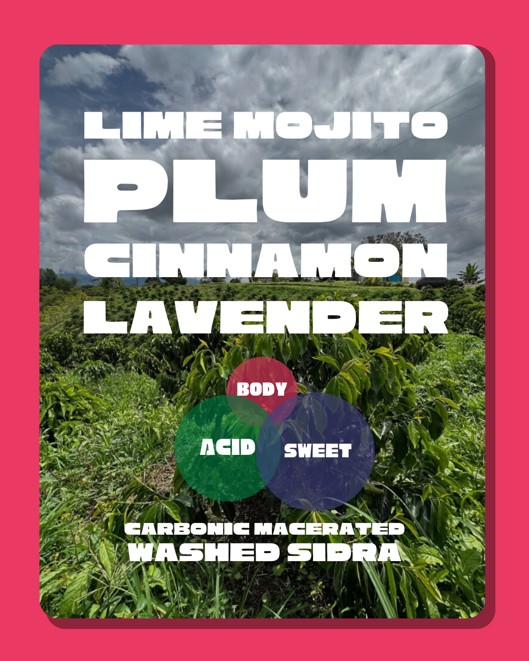 60G Rarity: Campo Hermoso Carbonic Mac. Washed Sidra