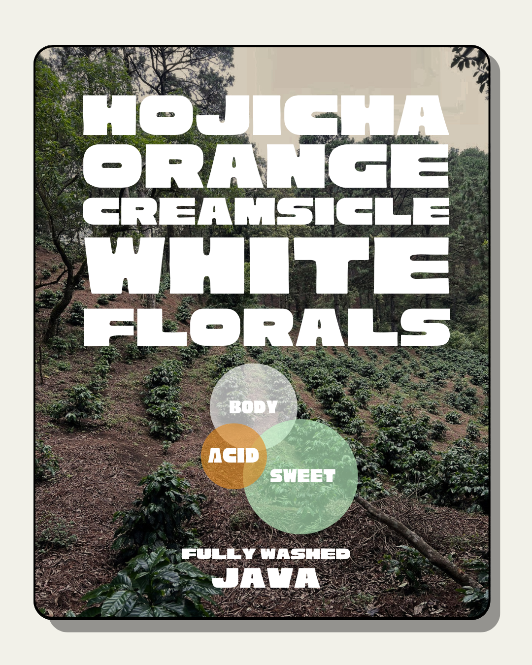 La Salvaje Washed Java