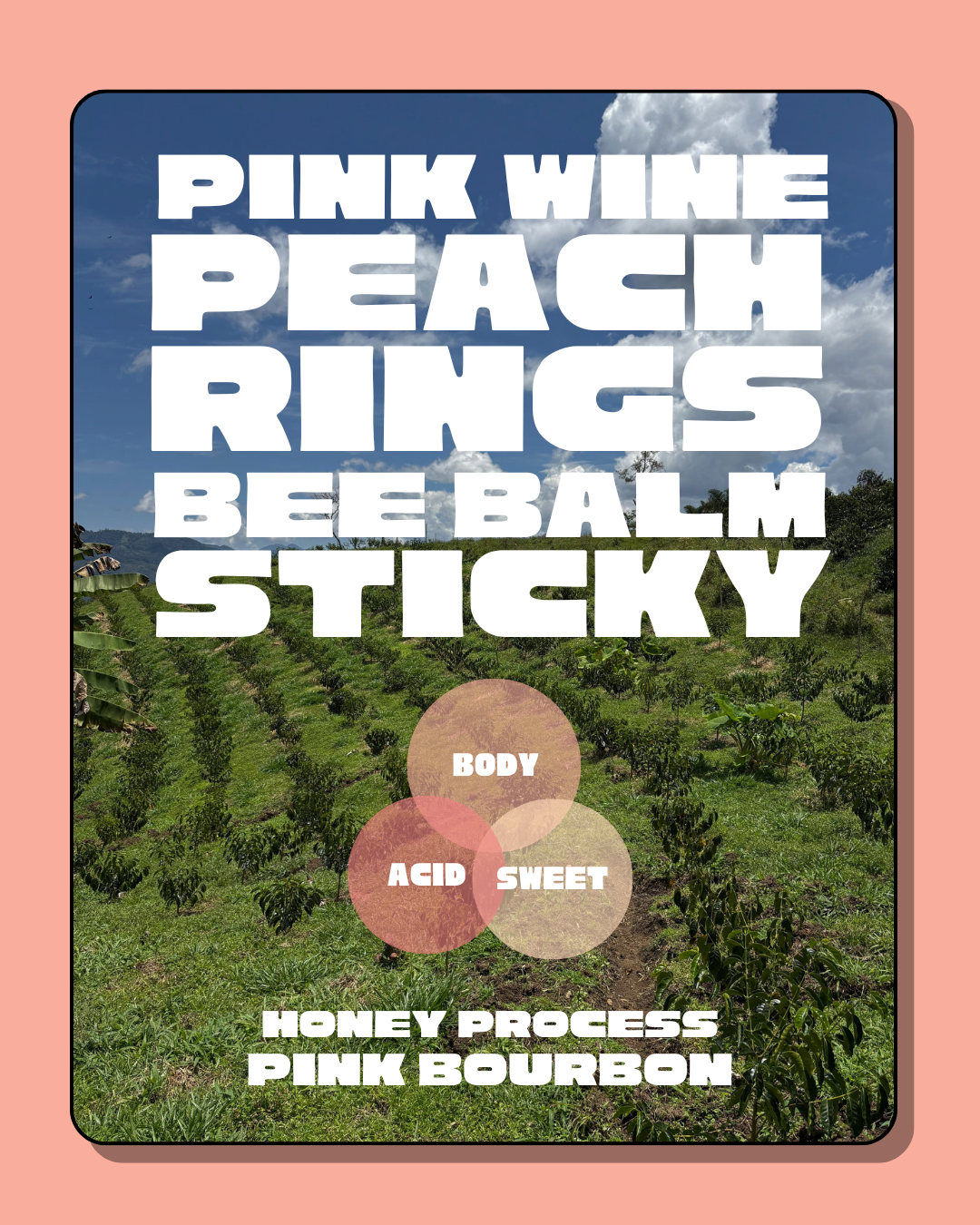 Three Coffee Farmers Honey Pink Bourbon
