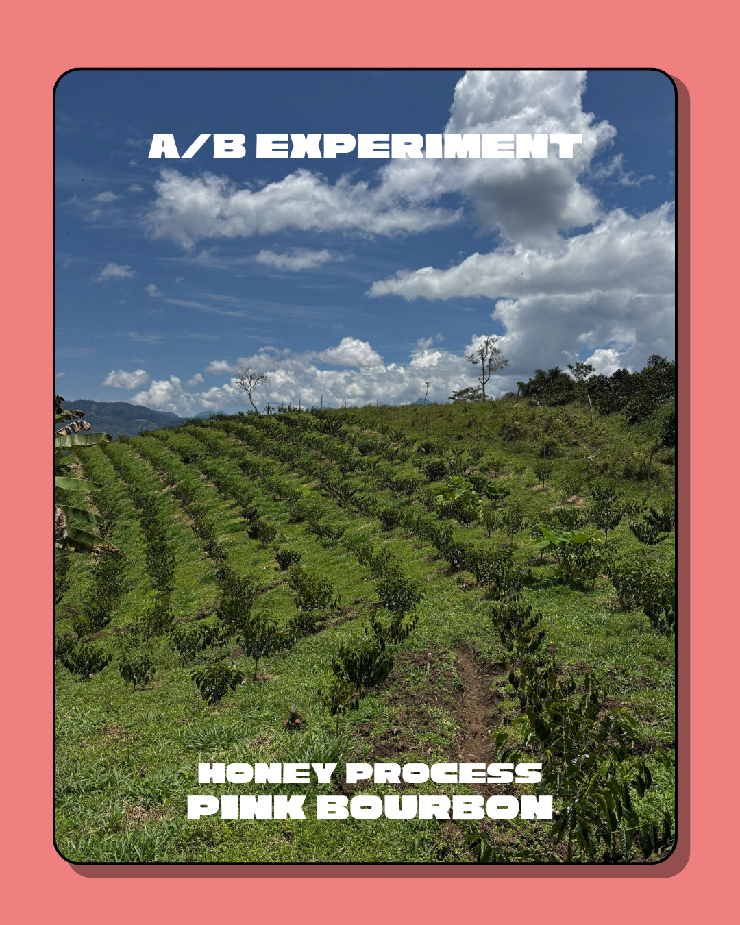 (Roast Experiment) Three Coffee Farmers Nordic & Ultralight Comparison Set