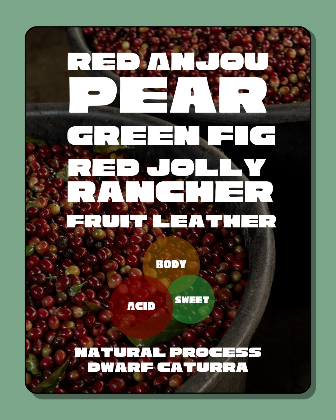 Drop #5: Hacienda Sonora Natural Dwarf Caturra