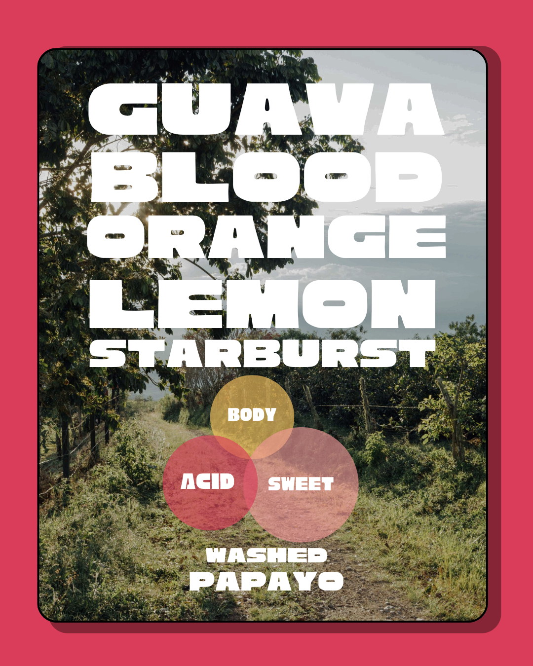 El Mirador Washed Papayo